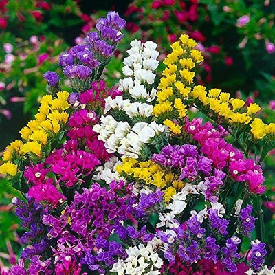 Urban Turtle Statice Flower Seeds Seed(20 per packet)
