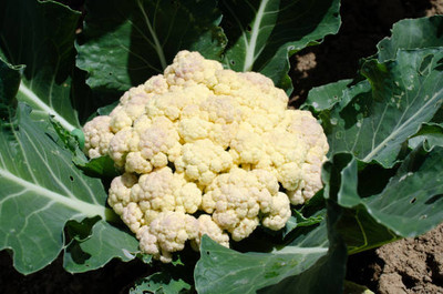 SAFRONI white cauliflower,gobhee seeds Seed(8 per packet)