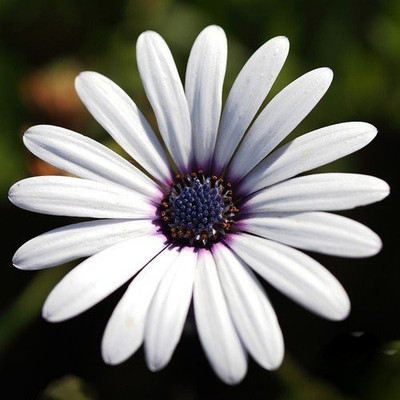 CYBEXIS LX-13 - Rain Daisy - (540 Seeds) Seed(540 per packet)