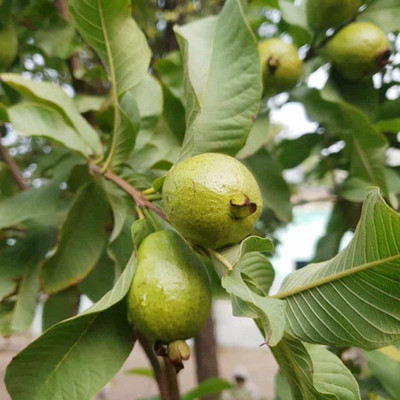 SREE Guava Seed, Pure Original, Organic, Guava Plant Seed, Peara Seed(150 per packet)