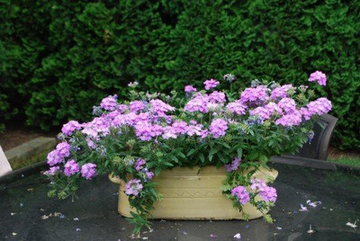 BDSresolve Verbena bampton seeds PACK OF 53 Seed(53 per packet)
