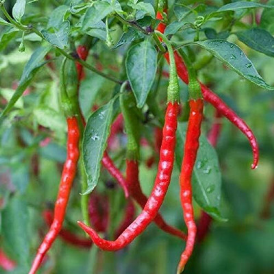 KNESSiN Cayenne Chilli Seed(1250 per packet)