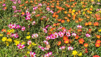 BSARKAR Portulaca flowers seed, Portulica flowers seed, Flowers seed Seed(100 per packet)