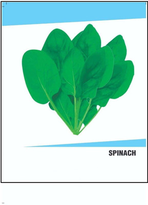 CYBEXIS Hybrid Spinach Seeds(2000 Seeds) Seed(2000 per packet)