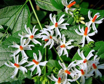 Manomay Jasmine Parijat Harshringar Parijatak Flower 20 Seeds F100 Seed(20 per packet)