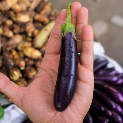 KNESSiN Brinjal Purple Long -{800 Seeds} Seed(800 per packet)