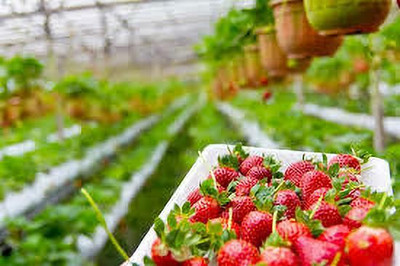 XOLDAA BEST QUALITY HYBRID STRAWBERRY Seed(140 per packet)