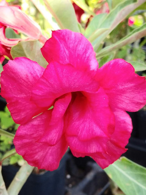 Qualtivate NBIR-539 Mixed 9 Types Double Desert Rose Seeds Seed(30 per packet)