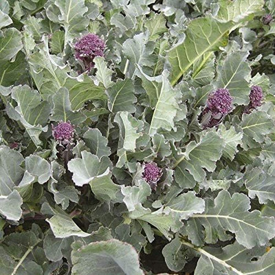 WILLVINE ROX -X Santee F1 Hybrid Broccoli Seeds [25g] Seed(7500 per packet)