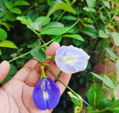 DEYS AGRO ™ mix colour aprajita flower seeds, hybrid Seed(20 per packet)