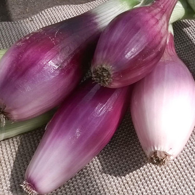 Biosnyg Non GMO Large Florence Onion Vegetable Seeds For Gardening-(1500 Seeds) Seed(1500 per packet)