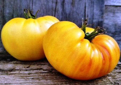 Biosnyg Fast Growing Giant Lemon Tomato Vegetable Seeds For Gardening - (2000 Seeds) Seed(2000 per packet)