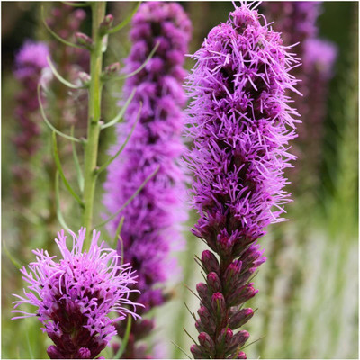 WILLVINE ™ Gayfeather (Liatris spicata)-1000 SEEDS Seed(1000 per packet)