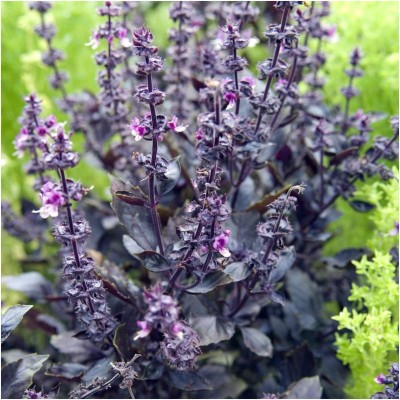 VibeX ® RXI-9 Dark Opal Basil(Ocimum basilicum) Seed(1000 per packet)