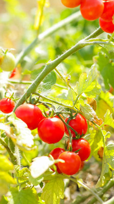 Parshwa tomato Seed(85 per packet)
