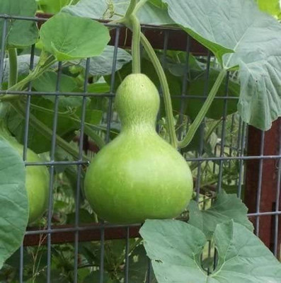 VibeX PAU-11 - Birdhouse Gourd Bottle - (100 Seeds) Seed(100 per packet)
