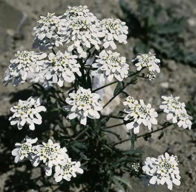 Lorvox umbellata Dwarf Fairy Mix - Candytuft Seed(110 per packet)