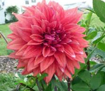 Qualtivate PAU-348 Mix , Easy to Grow, Dahlia Seeds Seed(50 per packet)