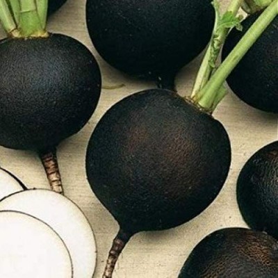 VibeX XLL-86 - Black Radish - (2250 Seeds) Seed(2250 per packet)