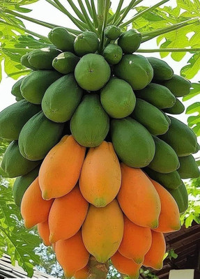 SEMINA VITA ™ hybrid papaya seeds for home garden Seed(12 per packet)