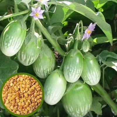 ibains Brinjal seeds local Seed(135 per packet)