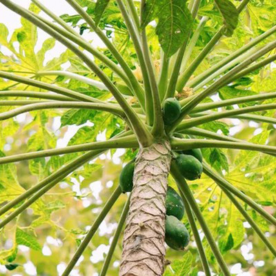 PLANTORISH Papaya Seed, P -300, Orgnic Fruit & Vegetable Seed, Papita seed, Pepe Hybird Seed(70 per packet)