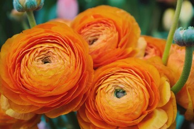 Aywal Ranuculus Orange Flower Bulbs for home gardening Seed(10 per packet)