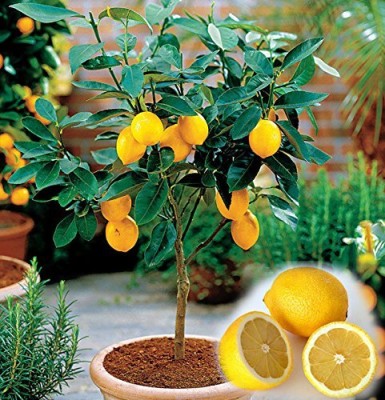 ENINE Kagzi Nimbu Lemon Gardening Plant Seeds AE105 Seed(10 per packet)