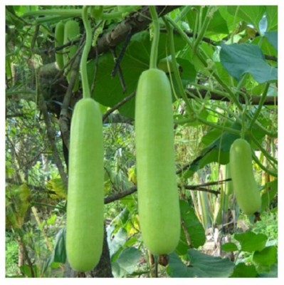 VibeX Bottle Gourd Bahar-(50 Gms, 250 Seeds) Seed(250 per packet)