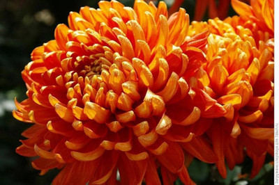 ibains All chrysanthemum flower seeds Seed(33 per packet)