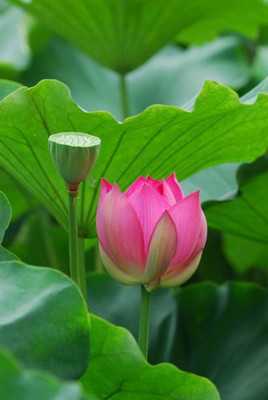 Herbocure lotus,kamal gatta Seed(11 per packet)