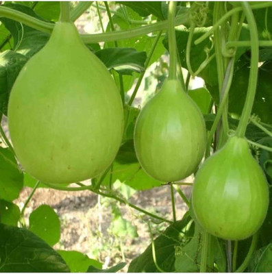 BJUBAS Bottle round gourd seeds PACK OF 34 Seed(34 per packet)