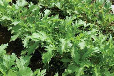 CYBEXIS GUA-83 - Mizuna Mustard - (250 Seeds) Seed(250 per packet)