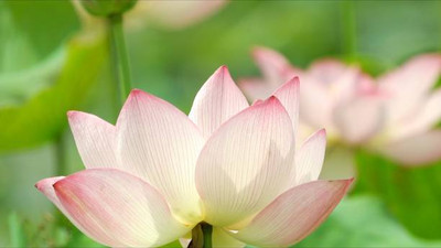 Greenspice lotus,kamal gatta Seed(10 per packet)