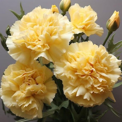Lorvox Carnation - Giant Double Chabaud Mix Seed(20 per packet)