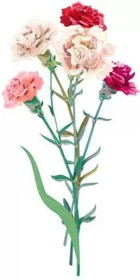 MAA Carnation Seed(80 per packet)
