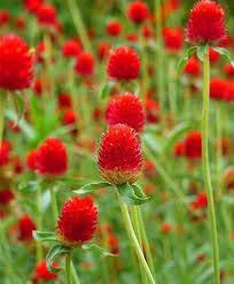 Lorvox Gomphrena Seed(90 per packet)