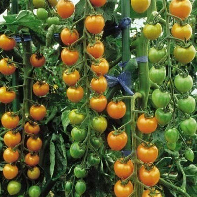 CYBEXIS Tomato Sungold Seeds1000 Seeds Seed(1000 per packet)