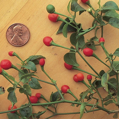 CYBEXIS KGF -3 - Bird Pepper Chilli - (150 Seeds) Seed(150 per packet)