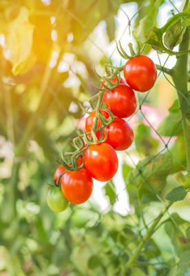 ACCELCROP tomato Seed(135 per packet)