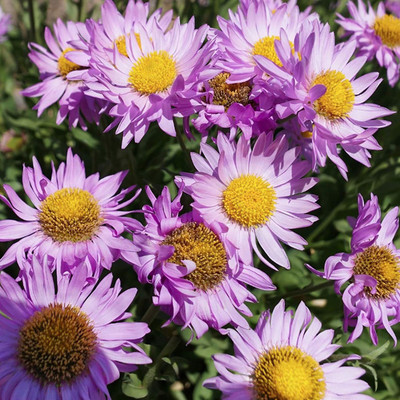 CYBEXIS PUAS-43 - Ground-cover Chrysanthemum - (270 Seeds) Seed(270 per packet)