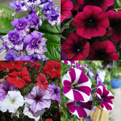 ibains Petunia mix flower seeds bij 37 Seed(37 per packet)