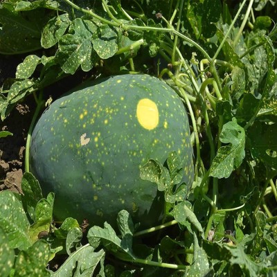 KNESSiN Organic Moon & Stars Yellow Flesh Watermelon Seeds Seed(50 per packet)