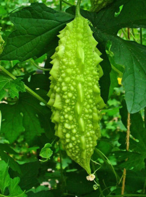 Quentova Bitter Gourd Seeds-LNT Seed(75 per packet)