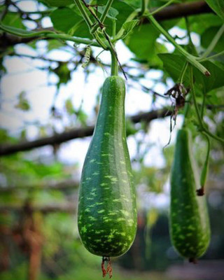 BSARKAR Long bottle gourd seed Seed(20 per packet)