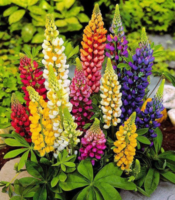 weqality lupin hills garden flower seeds mix color seeds Seed(8 per packet)
