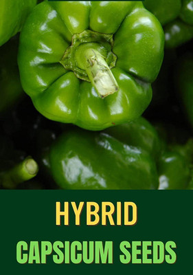 CYBEXIS XLR-57 - Desi Variety Green Capsicum - (150 Seeds) Seed(150 per packet)