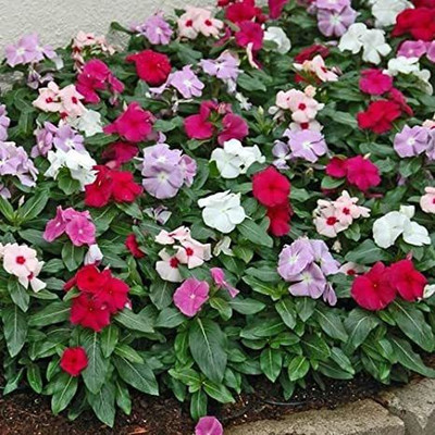 Mozette Vinca Seed(56 per packet)