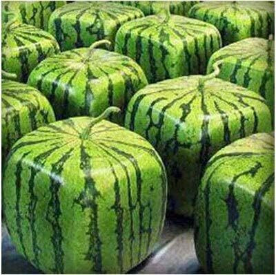 Qualtivate PUA-4A Watermelon Fruit Seeds Seed(100 per packet)