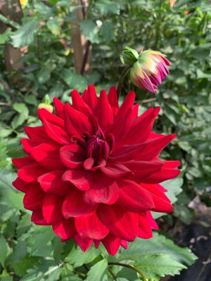 Flora fusion Dahlia Flower, Daliya phool Seed(1 per packet)
